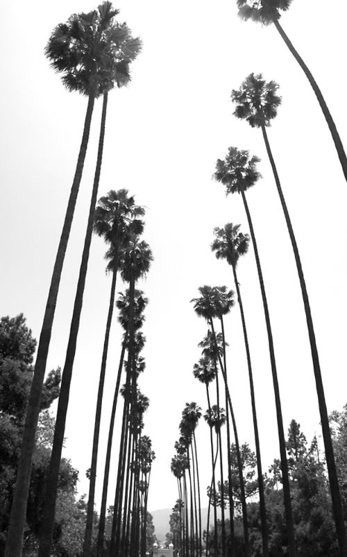 Palm trees black and white photo Palm trees black and white photo
