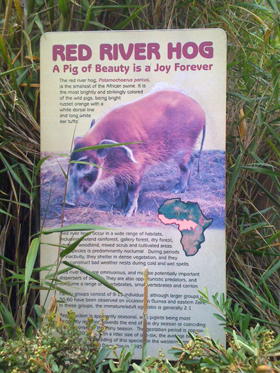San Diego Zoo, pig sign